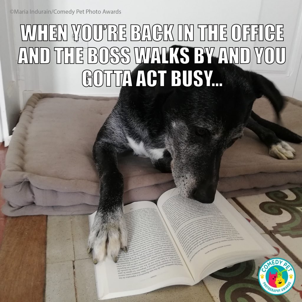 Animal Friends Comedy Pet Photo Awards 2021, #Esilaranti meme per il National Pet Day