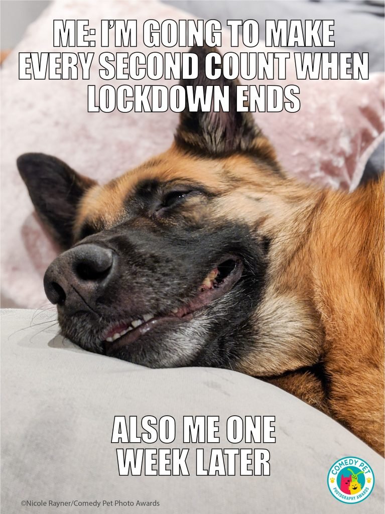 Animal Friends Comedy Pet Photo Awards 2021, #Esilaranti meme per il National Pet Day
