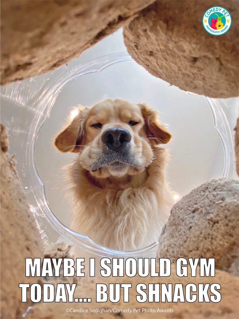 Animal Friends Comedy Pet Photo Awards 2021, #Esilaranti meme per il National Pet Day