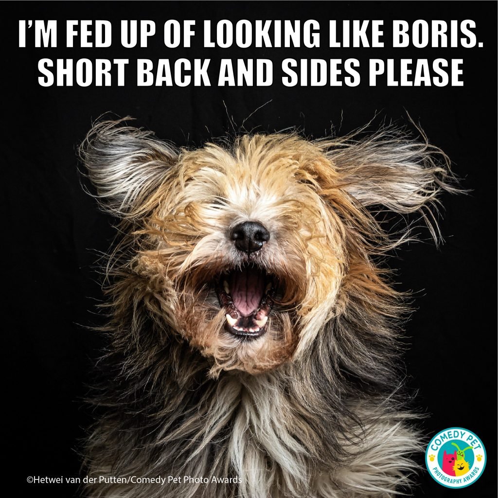 Animal Friends Comedy Pet Photo Awards 2021, #Esilaranti meme per il National Pet Day