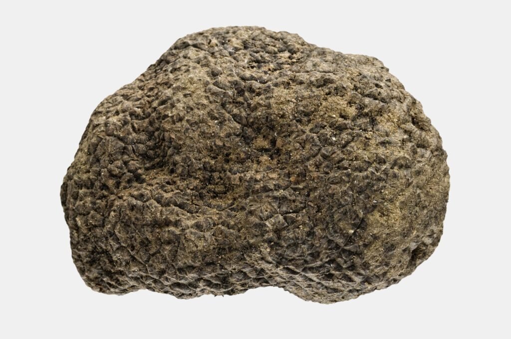 le differenti varietà di tartufo che si trovano in Italia, Sapori d&#8217;Italia: grand tour del tartufo