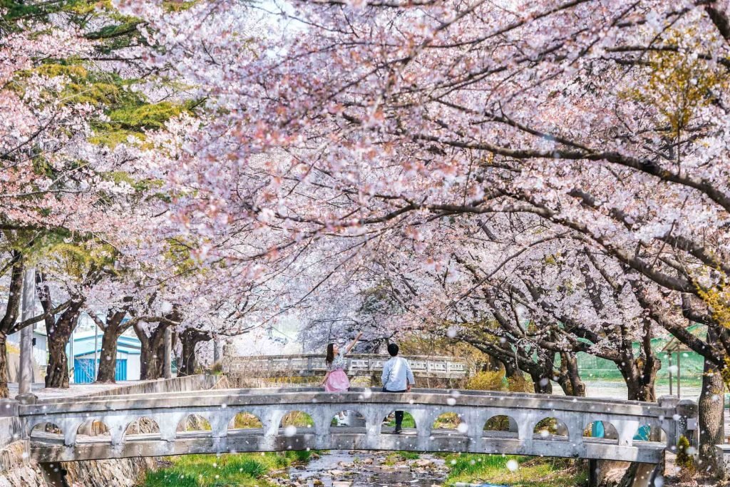 posti dove ammirare la fioritura dei ciliegi, La danza dei petali rosa: rincorsa alla fioritura dei ciliegi