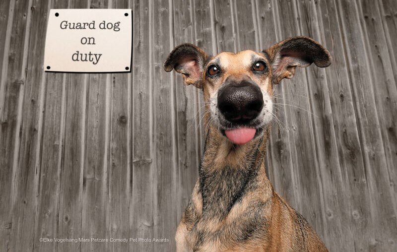 Elke Vogelsang Comedy Pet Photo Awards 2020