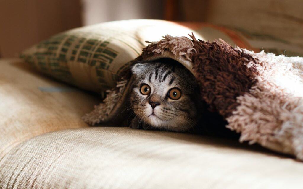 , #Prendersi cura del benessere di un gatto