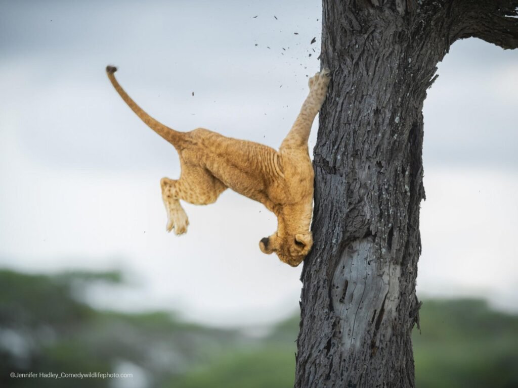 Comedy Wildlife Photography Awards 2022, #I vincitori dei Comedy Wildlife Photography Awards 2022: il lato &#8220;sciocchino&#8221; della natura