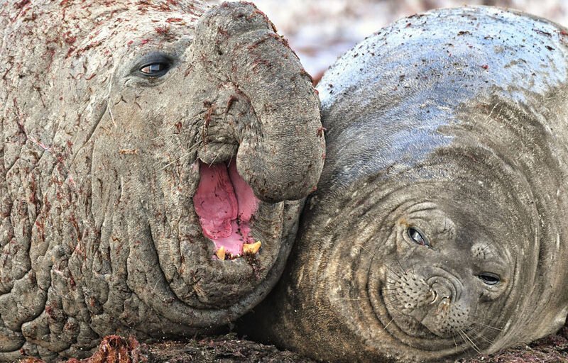 #I vincitori del Comedy Wildlife Photography Awards vi faranno piegare del ridere