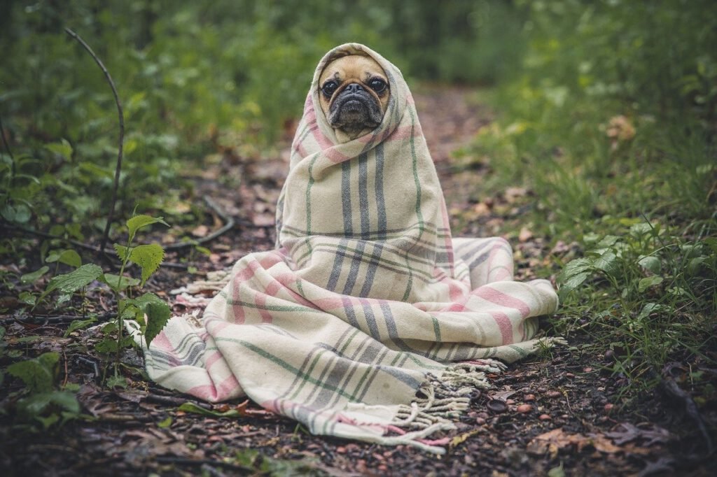 #La ricetta della felicità dei cani, un proprietario smart worker in una casa al profumo di campagna!