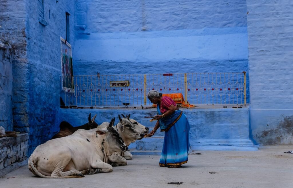 Giornata dedicata ad abbracciare le mucche, Stanchi di San Valentino? Festeggiate come in India il &#8220;Cow Hug Day&#8221;