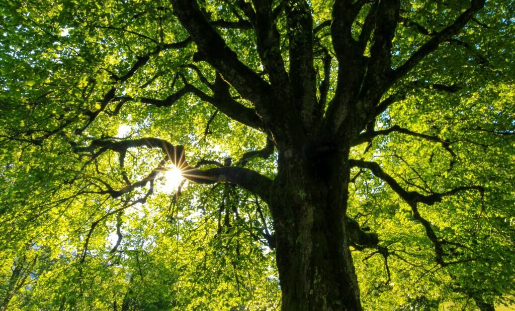 Thimmamma Marrimanu albero più grande mondo chioma, Thimmamma Marrimanu: l&#8217;albero che divenne foresta