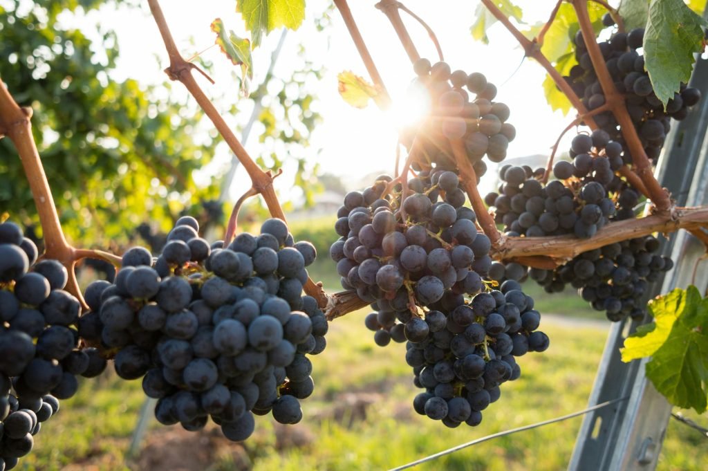 Vini di Puglia: guida completa ai migliori vitigni autoctoni e denominazioni DOC, Guida ai vini della Puglia